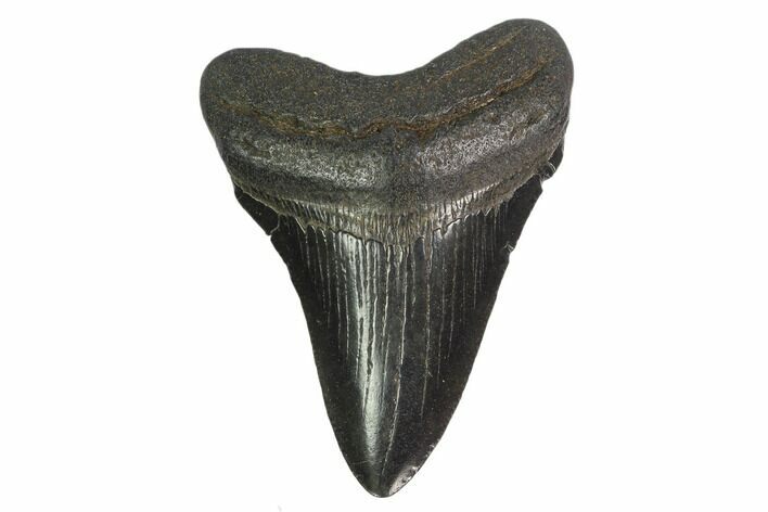 3.09" Fossil Megalodon Tooth - South Carolina